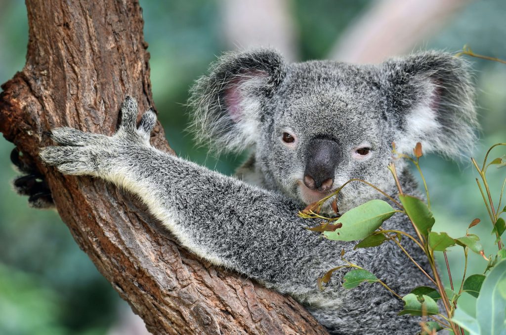 The Koala. Image: David Clode, Unsplash. 
