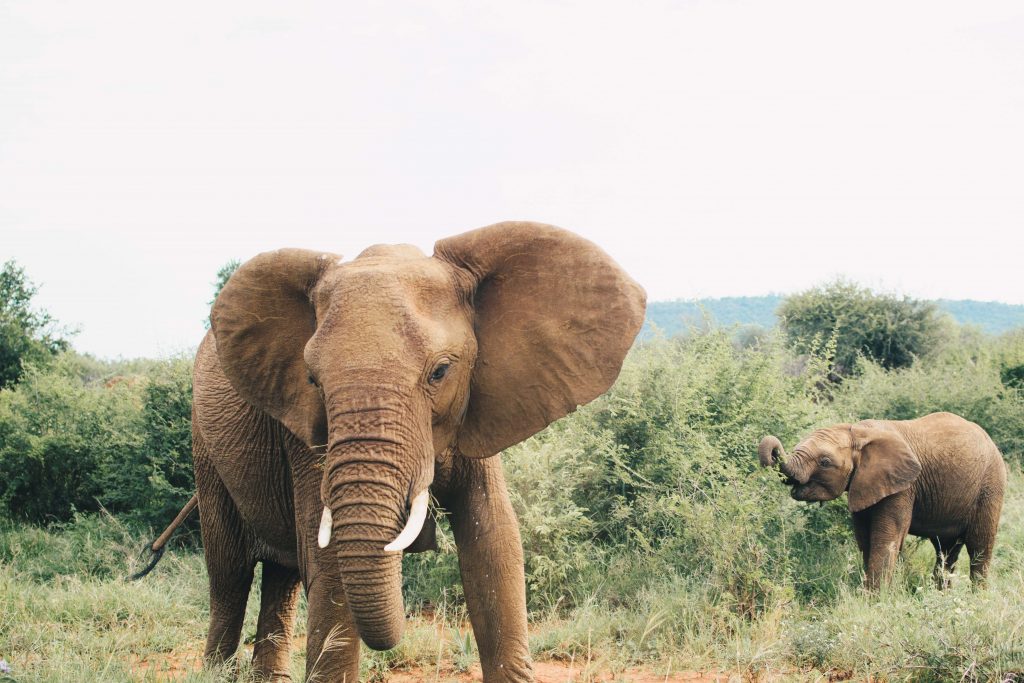 Elephants, a country attraction. Image: Hans Harmann, Unsplash.