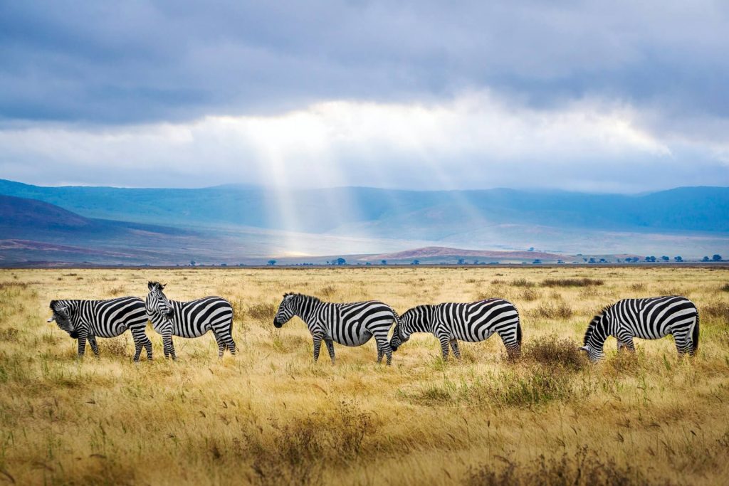 Safari. Image: Hendrik Cornelissen, Unsplash.
