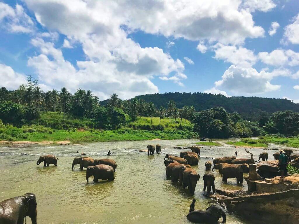 Minneriya National Park. Image: Rajiv Perera, unsplash. 