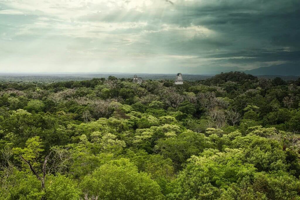 Forrest In Guatemala. Image: Isaac Quesada, Unsplash. 